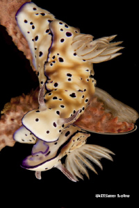 Mirror Mirror - (Chomodoris  Nudibranch)
Photo was shot ... by William Loke 